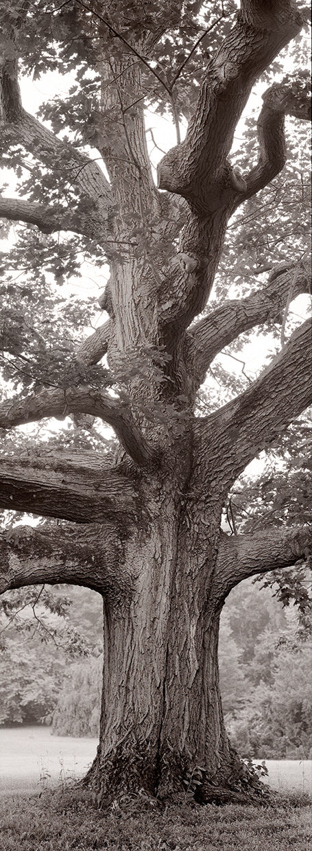 Arte de la lona del árbol del campo de Hampton II