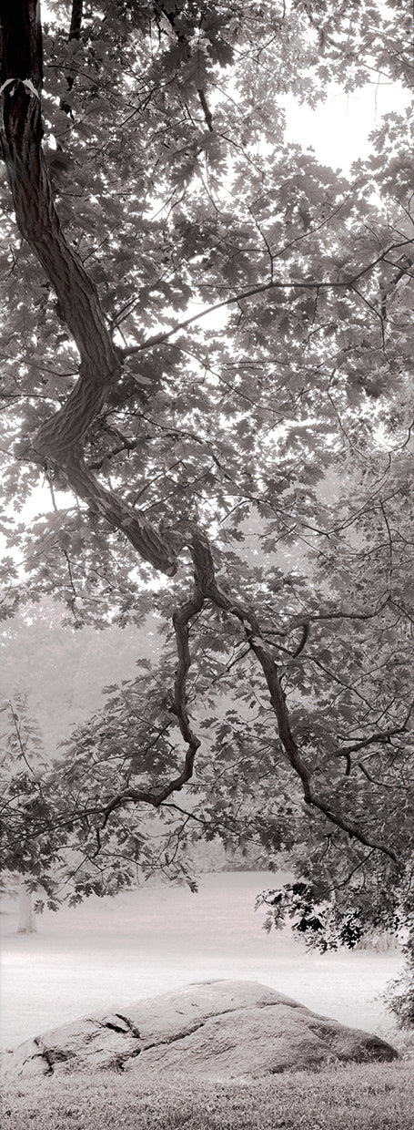 Cuadro en lienzo Hampton Field Tree I