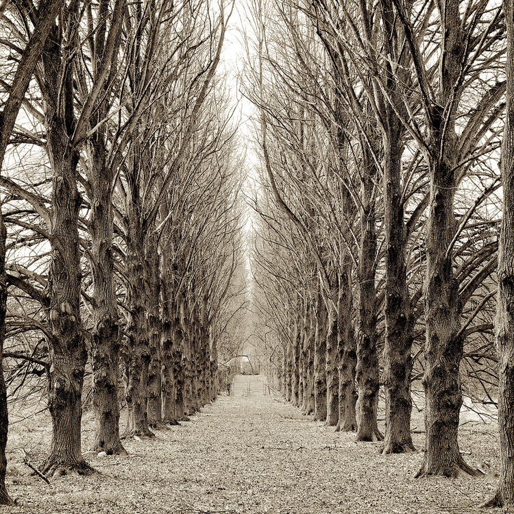 Hampton Gates Promenade III