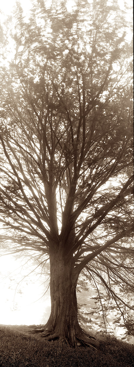 Hampton Gates Tree No. 1