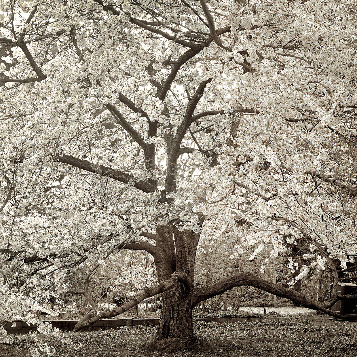 Hamption Magnolia II