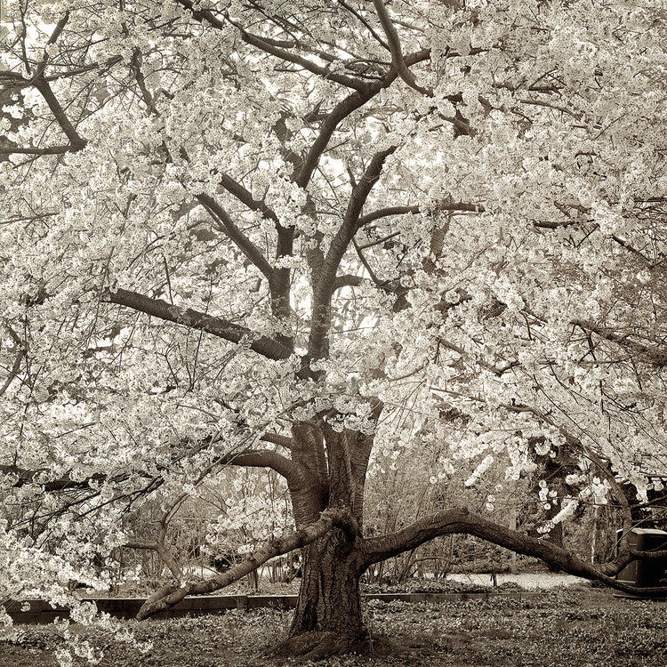 Hamption Magnolia II