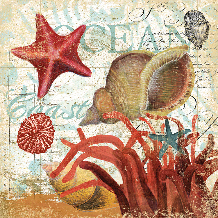 Arte en lienzo Shell Collector 1I