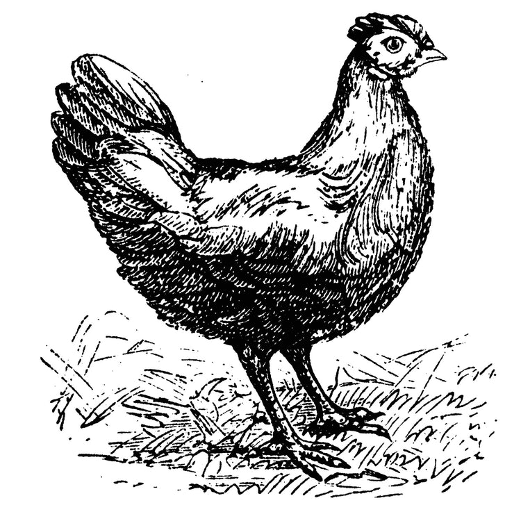 Arte de la lona del rasguño del pollo