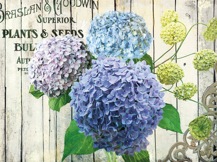 Farm Seed Hydrangeas