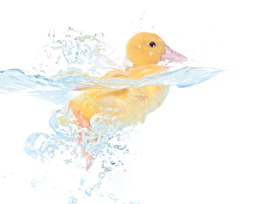 Ducks # 1 Canvas Art