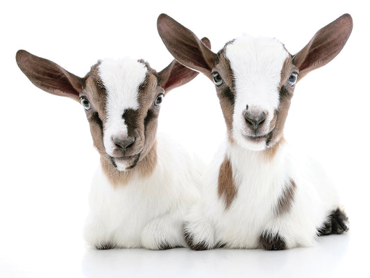 Goats # 2
