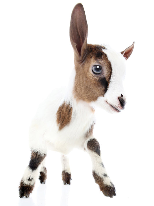 Goats # 4