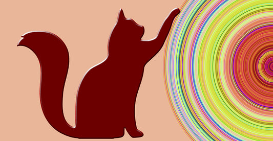Cat and Circle Canvas Print