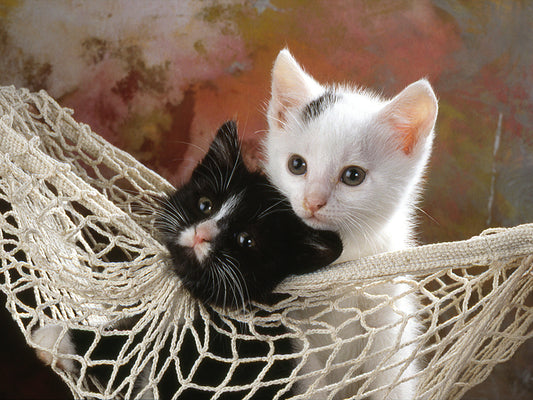 2 Cats-Hangmat