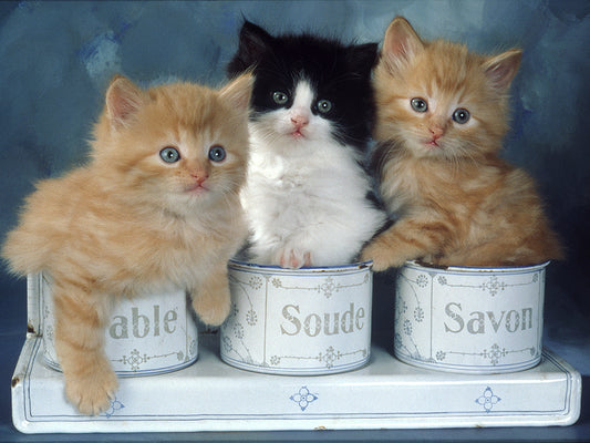 3 Kittens In Tin Pots Canvas Art