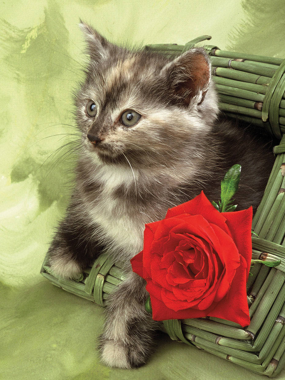 Rose Cat