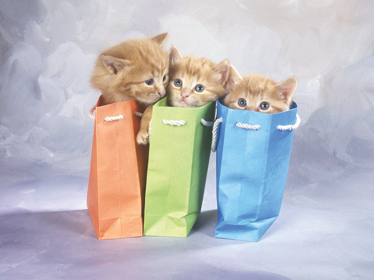 Cats on Bags
