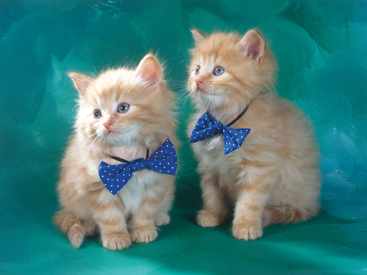 Cats with Bow Ties