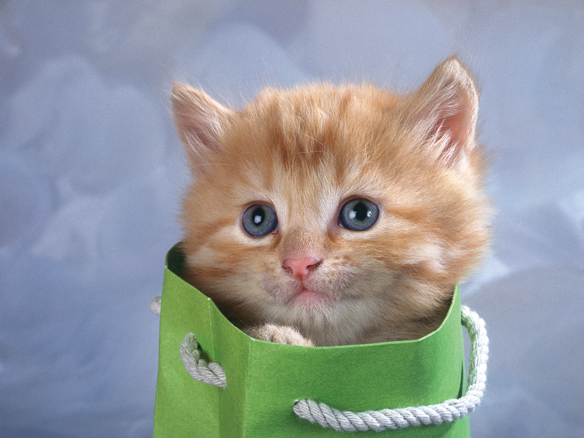 Blue Eyes Cat
