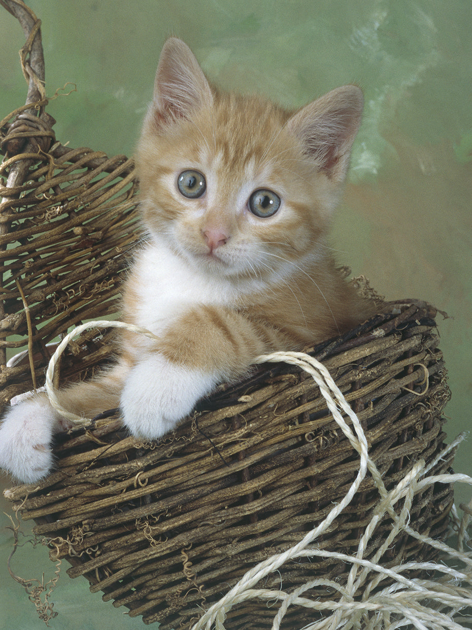Cat portrait