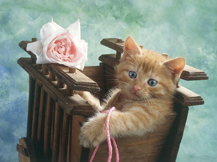 Cat with Rose