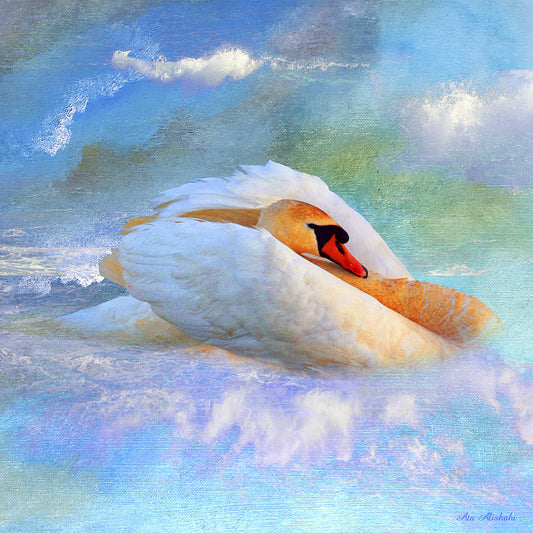 Beautiful Swan 2