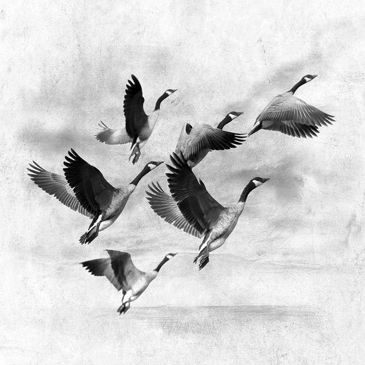 Birds Fly Away 2 Canvas Print