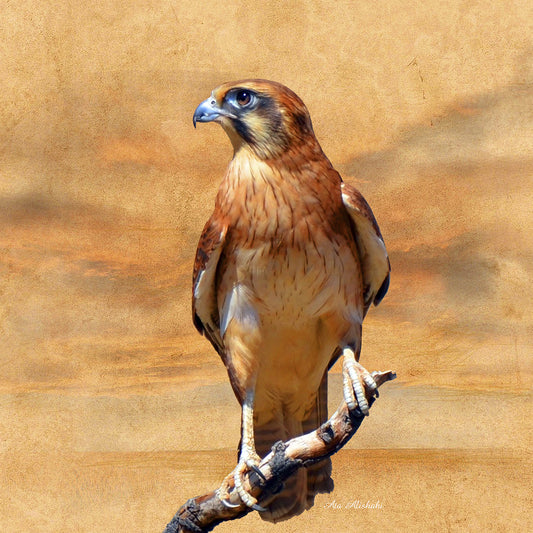 Bird Collection 27 Canvas Print