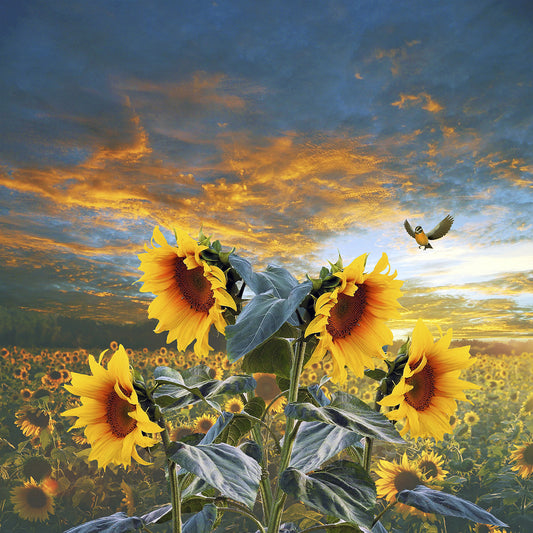 Sunflower And Bird Canvas Print