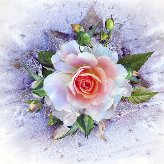 Winter Rose Canvas Print