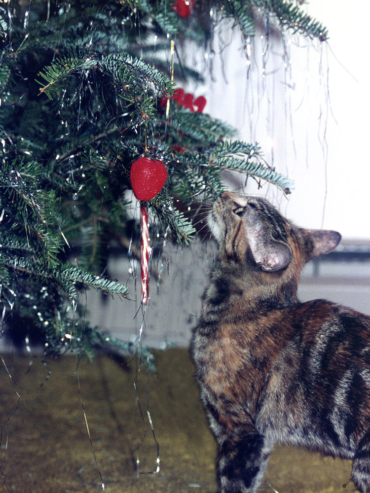 Cat and the Christmas Tree