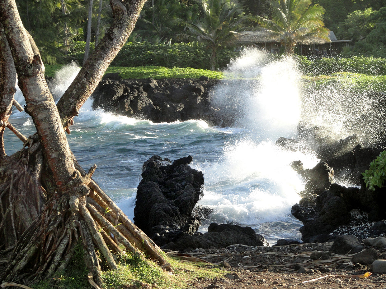 The Cove