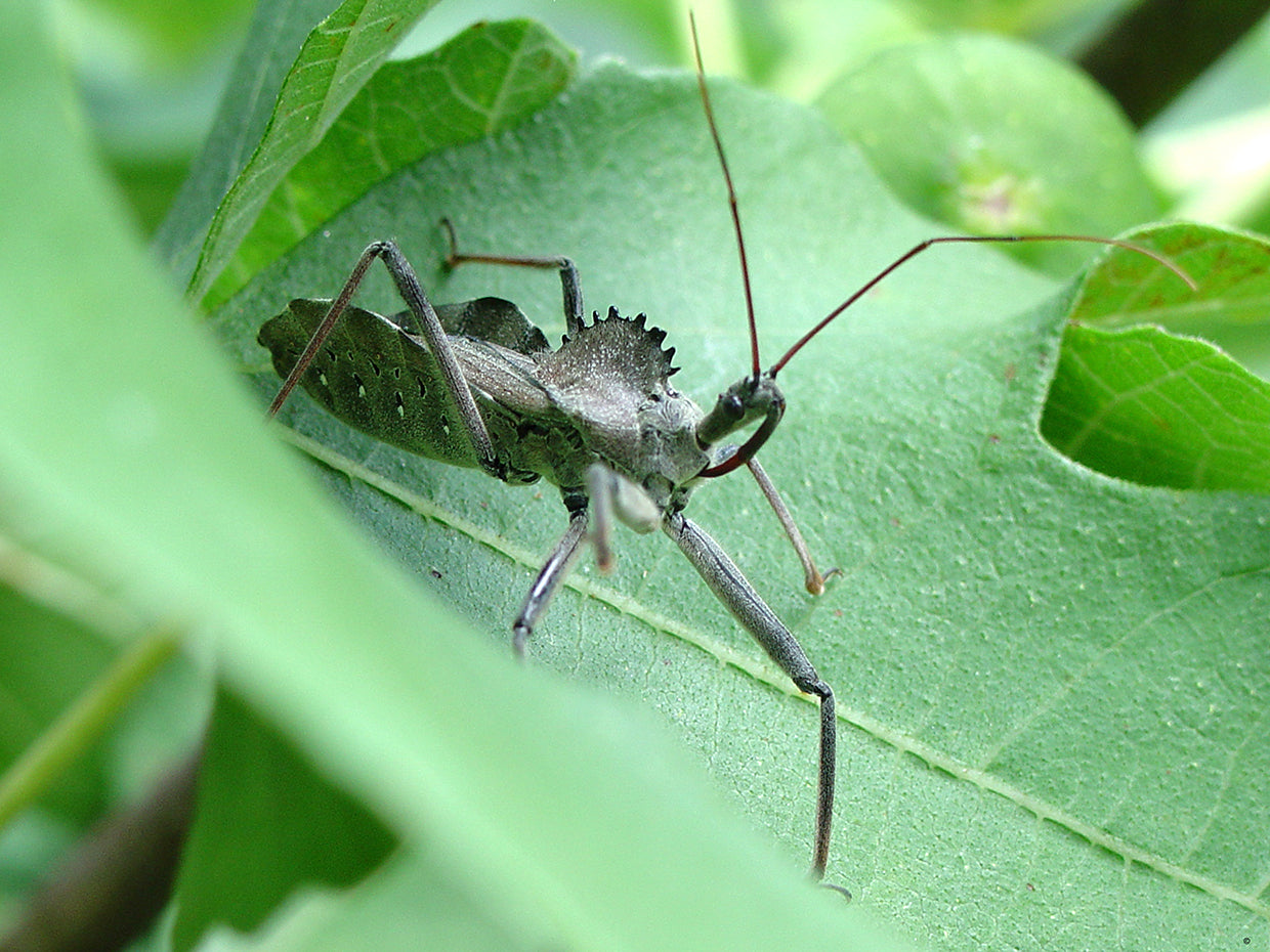 Wheel Bug