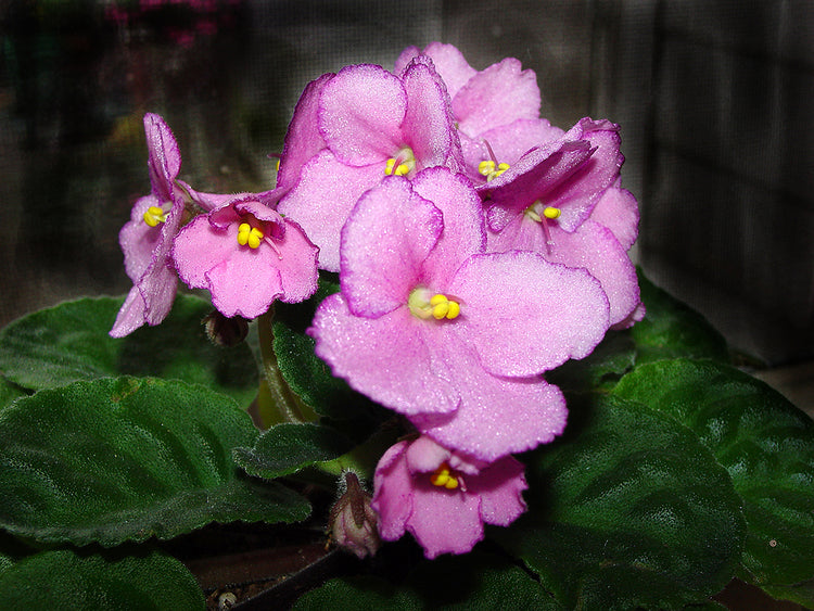 African Violets