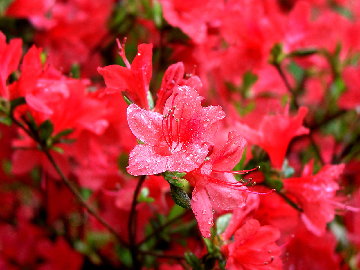Azalea