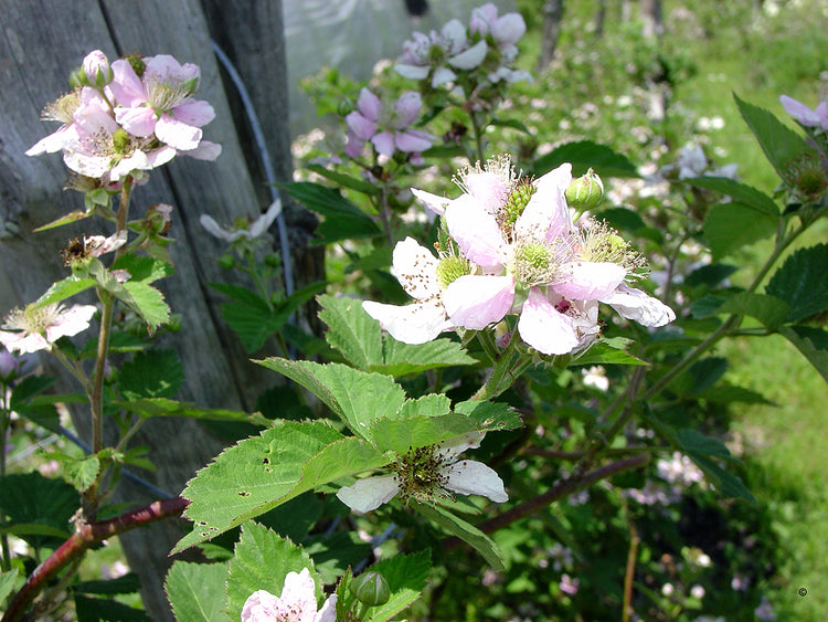 Berry Blossom