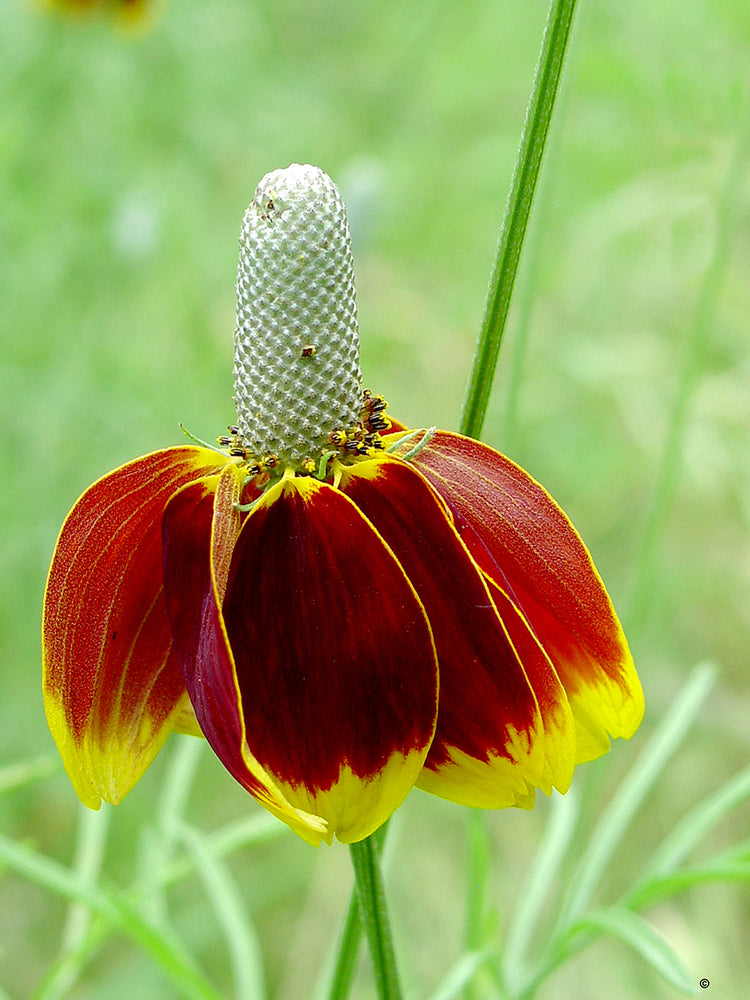 Mexican Hat Coneflower