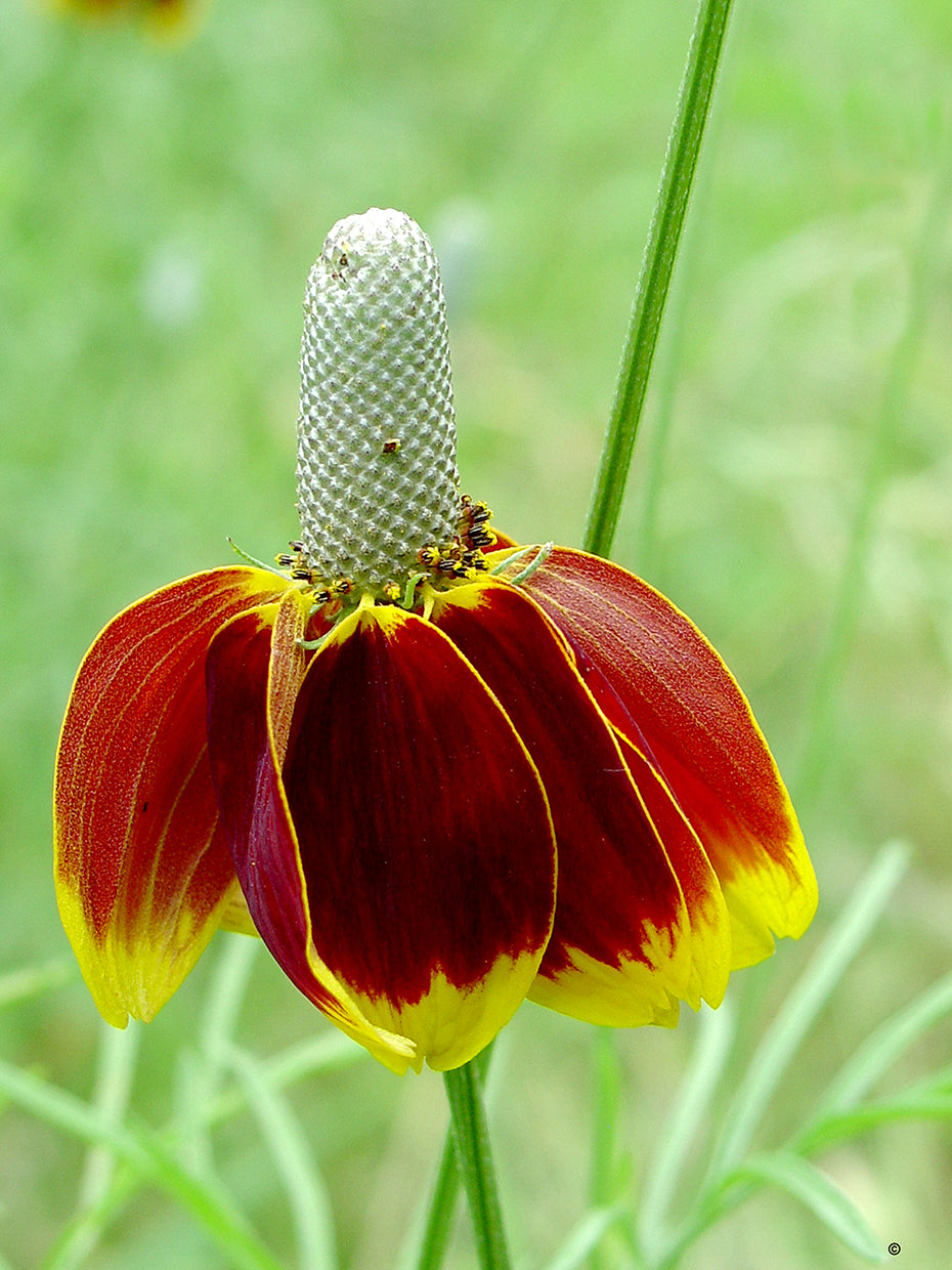 Mexican Hat Coneflower