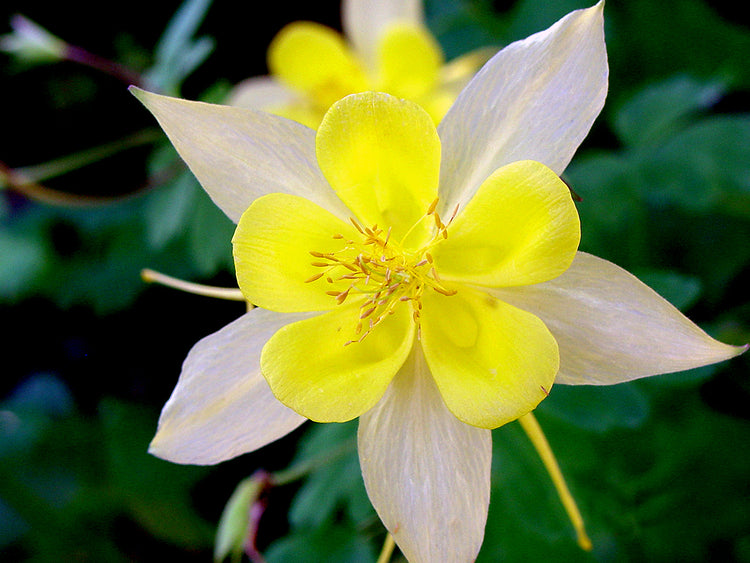 Columbine