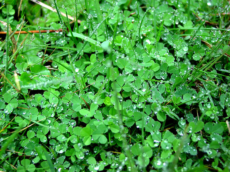 Clovers