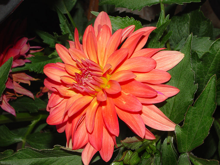 Dahlia