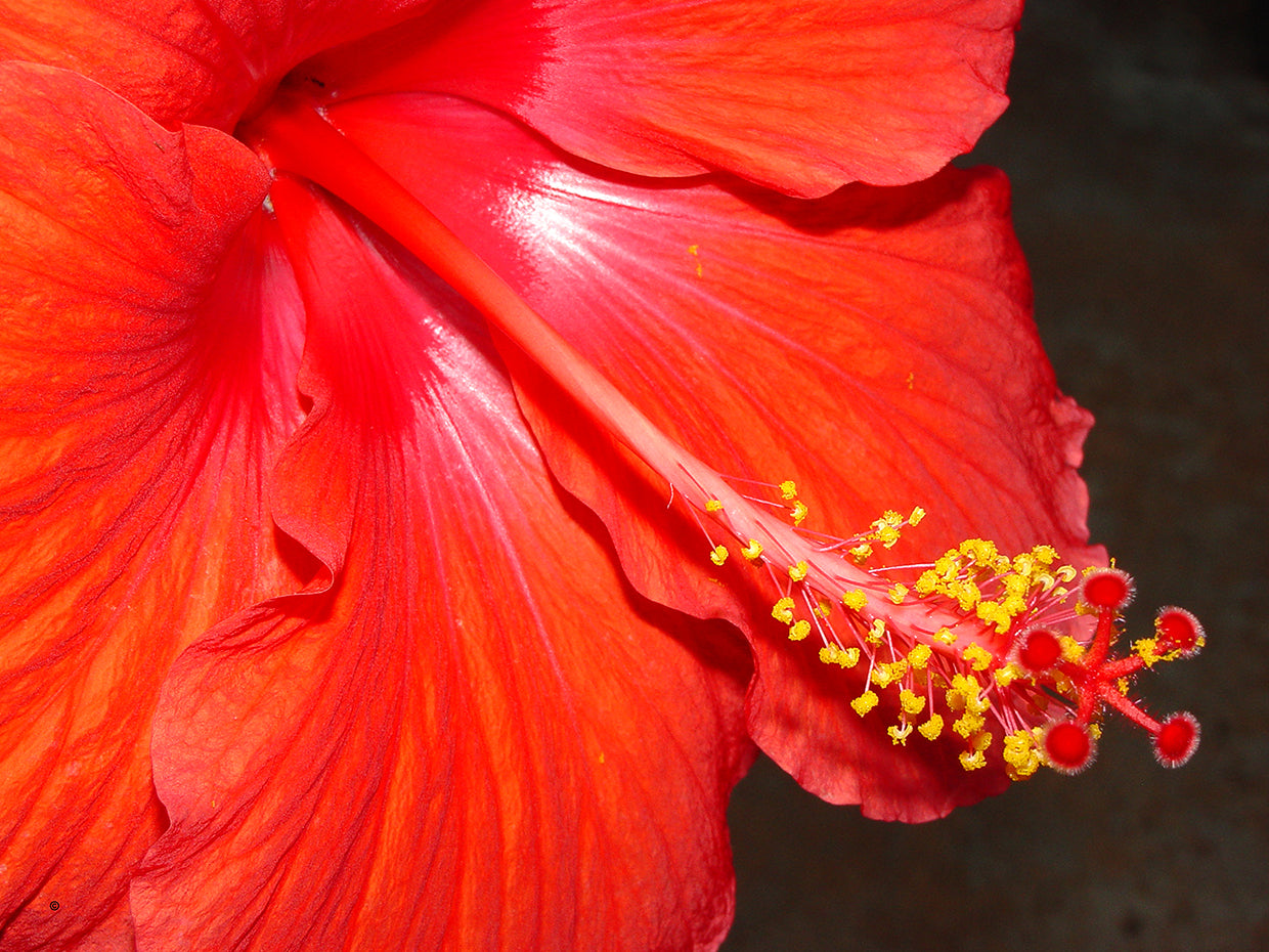 Hibiscus