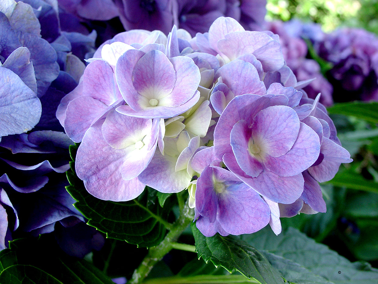Hydrangea