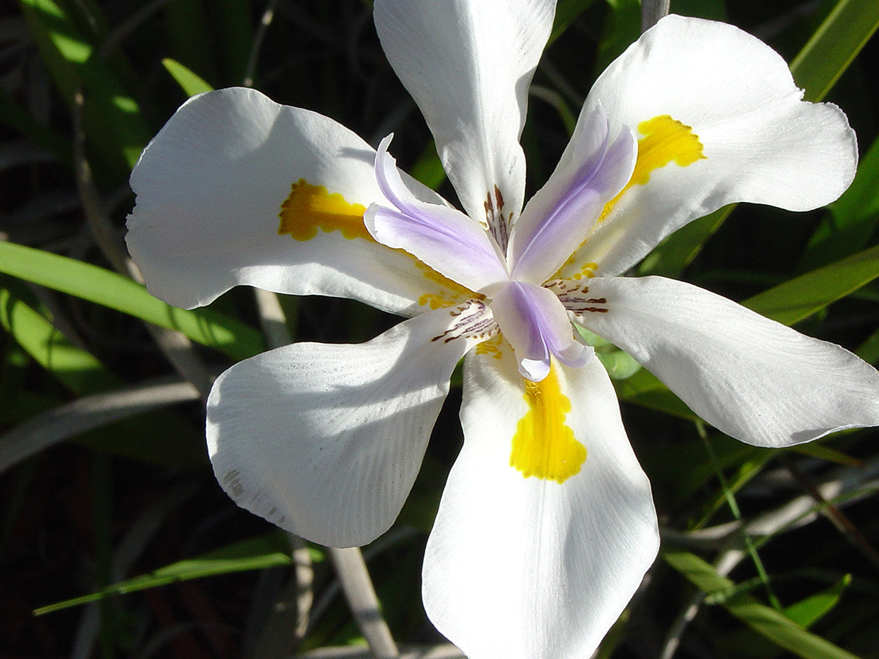 Wild Iris