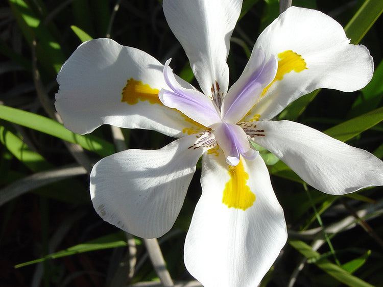 Wild Iris