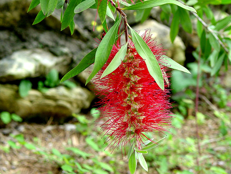 Bottle Brush
