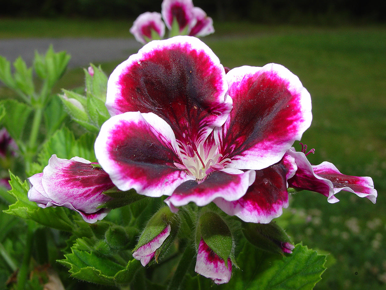 Pelargonium