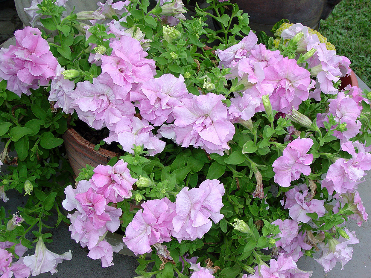 Pink Double Petunias