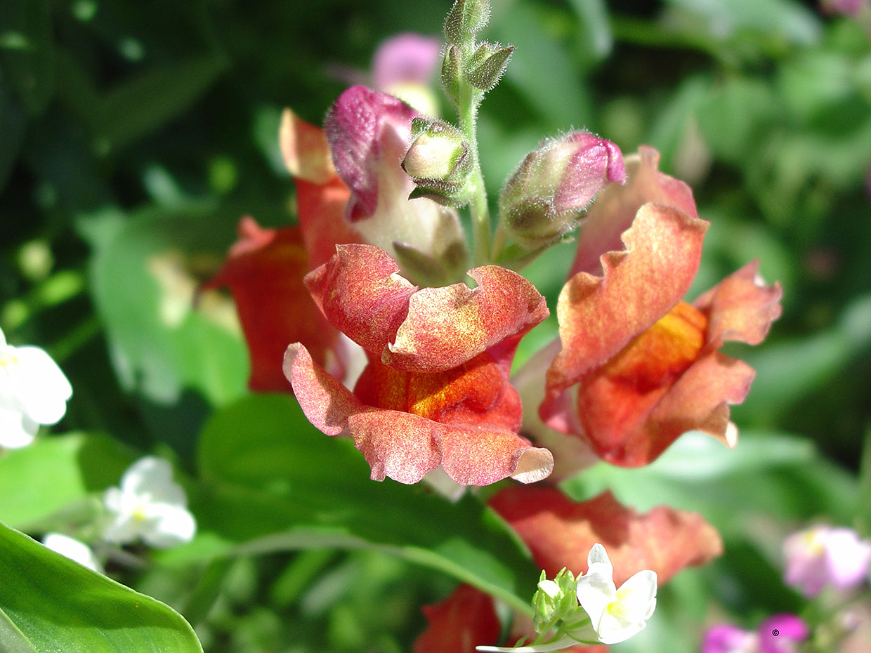 Snapdragon