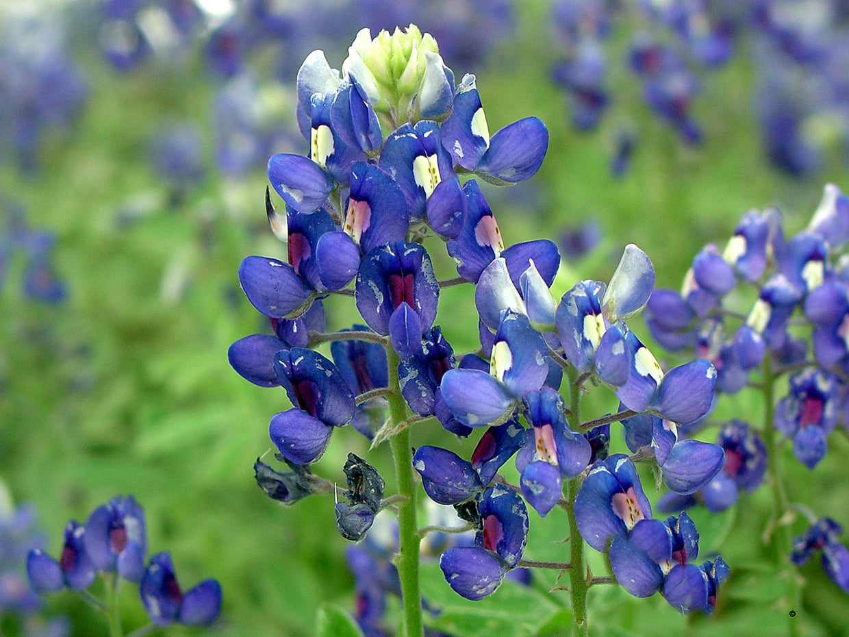 Texas Bluebonnets