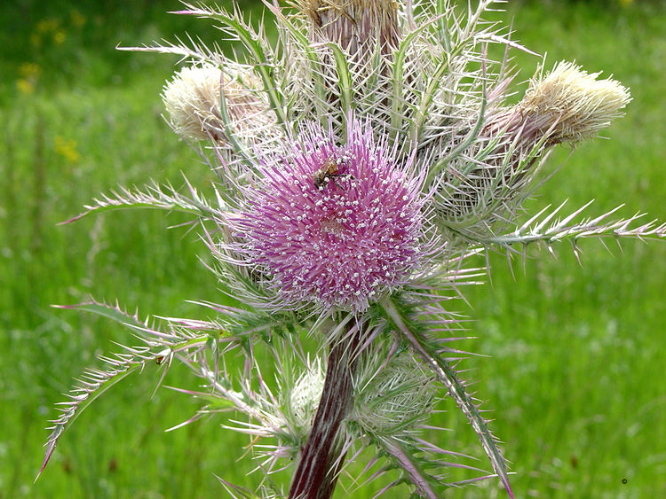 Thistle