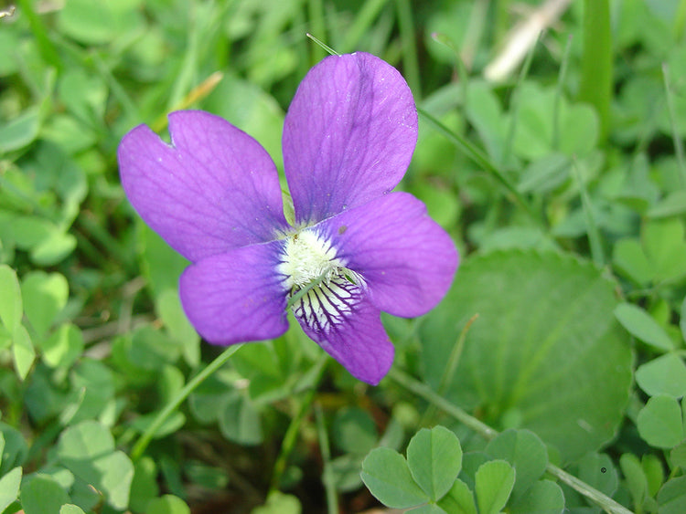 Wild Violet