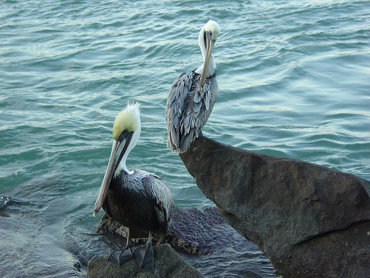 Two Pelicans Canvas Art