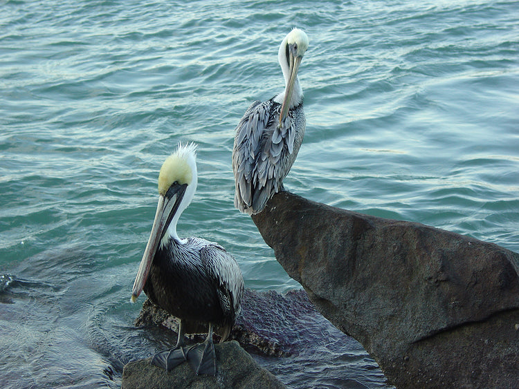 Two Pelicans
